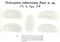 Hulingsina tuberculata Puri, 1958 from the original description