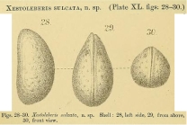 Xestoleberis sulcata Brady, 1886 from the original description