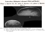 Caribbean Ostracoda