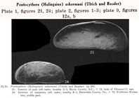 Pontocythere (Hulingsina) ashermani (Ulrich & Bassler, 1904) Swain, 1974 from the original description