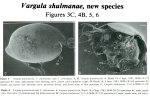 Caribbean Ostracoda