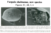 Vargula shulmanae Cohen & Morin, 1986 from the original description