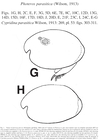 Photeros parasitica (Wilson, 1913) from the original description