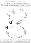 Photeros parasitica (Wilson, 1913) from the original description
