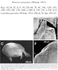 Photeros parasitica (Wilson, 1913) from the original description