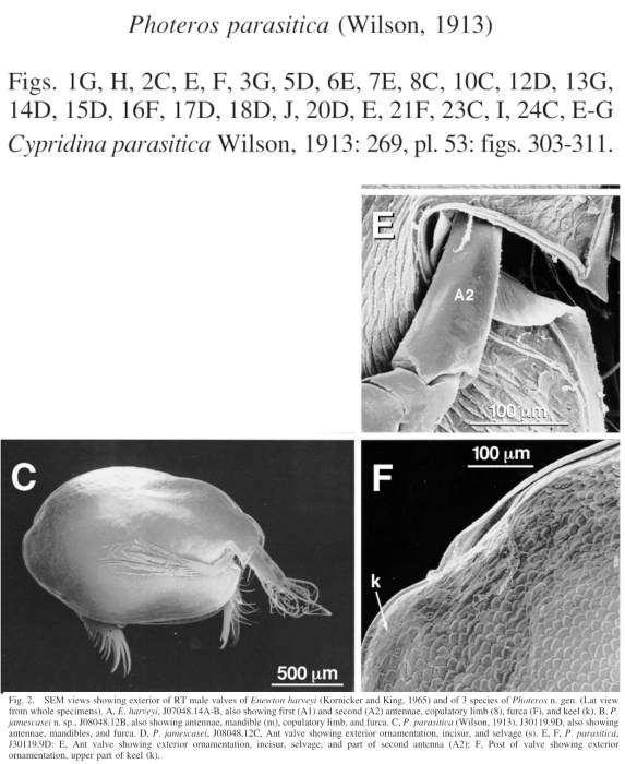 Photeros parasitica (Wilson, 1913) from the original description