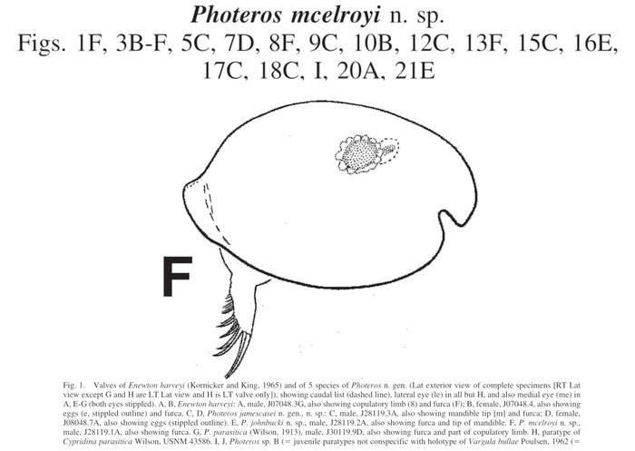 Photeros mcelroyi Cohen &amp; Morin, 2010 from the original description
