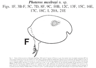 Photeros mcelroyi Cohen & Morin, 2010 from the original description
