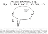 Photeros johnbucki  Cohen & Morin, 2010 from the original description