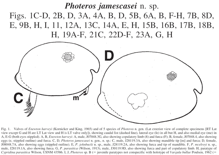 Photeros  jamescasei  Cohen &amp; Morin, 2010 from the original description