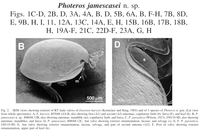Photeros  jamescasei Cohen &amp; Morin, 2010 from the original description