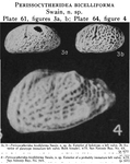 Perissocytheridea bicelliforma Swain, 1955 from the original description