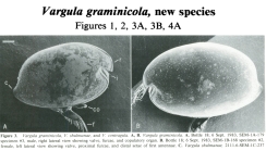 Vargula graminicola Cohen & Morin, 1986 from the original description