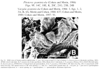 Vargula graminicola Cohen & Morin, 1986 from the original description