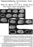 Perissocytheridea brachyforma Swain, 1955 from the original description