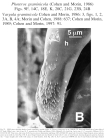 Vargula graminicola Cohen & Morin, 1986 from the original description