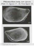 Phlyctocythere recta Bold, 1988 from the original description