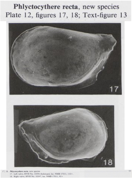 Phlyctocythere recta Bold, 1988 from the original description