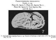 Paracytheridea troglodyta Swain, 1955 from the original description