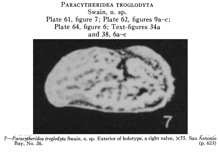 Paracytheridea troglodyta Swain, 1955 from the original description