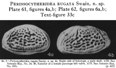 Perissocytheridea rugata Swain, 1955 from the original description