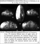 Haplocytheridea gigantea Benson & Coleman, 1963 from the original description