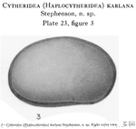Caribbean Ostracoda