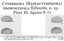 Cytheridea (Haplocytheridea) proboscidiala Edwards, 1944 from the original description