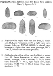 Haplocytheridea retifera Bold, 1965 from the original description