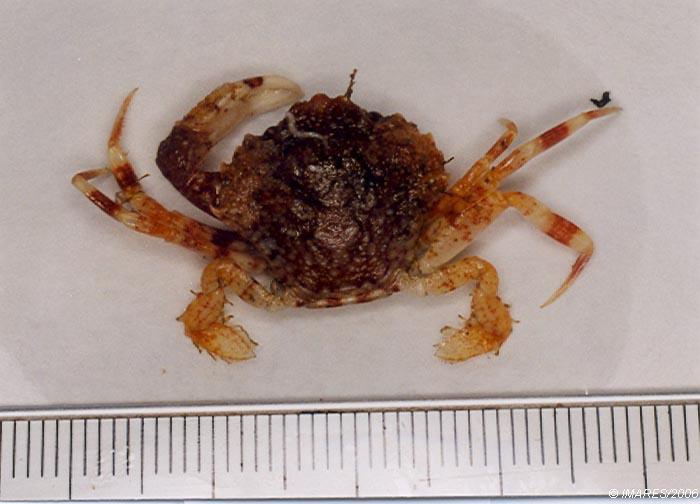 Liocarcinus pusillus (Leach, 1815) Liocarcinus pusillus (Leach, 1815)