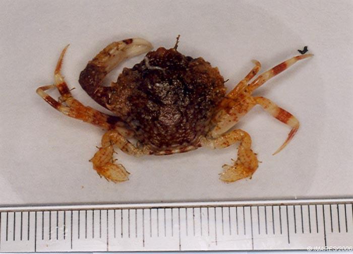 Liocarcinus pusillus (Leach, 1815) 