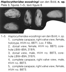 Haplocytheridea woodringi Bold, 1973 from the original description