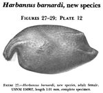 Ostracoda (seed shrimp)