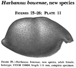 Harbansus bowenae Kornicker, 1978 from the original description