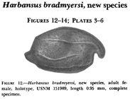 Harbansus bradmyersi Kornicker, 1978 from the original description