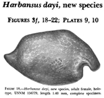 Harbansus dayi Kornicker, 1978 from the original description