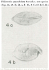 Philomedes paucichelata Kornicker, 1958 from the original description