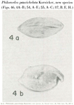 Philomedes paucichelata Kornicker, 1958 from the original description