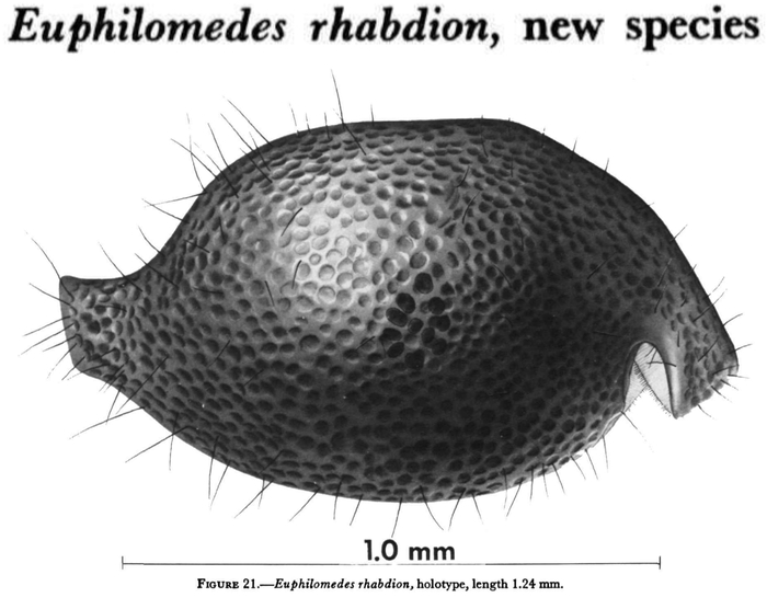 Euphilomedes rhabdion Kornicker, 1970 from the original description
