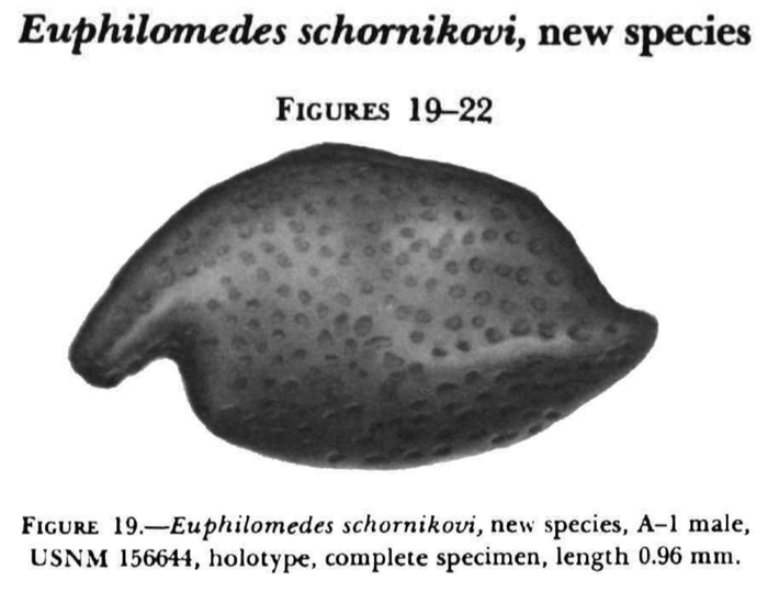 Euphilomedes schornikovi Kornicker &amp; Caraion, 1977 from the original description