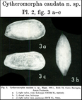 Cytheromorpha caudata Bold, 1966 from the original description