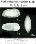 Cytheromorpha caudata Bold, 1966 from the original description