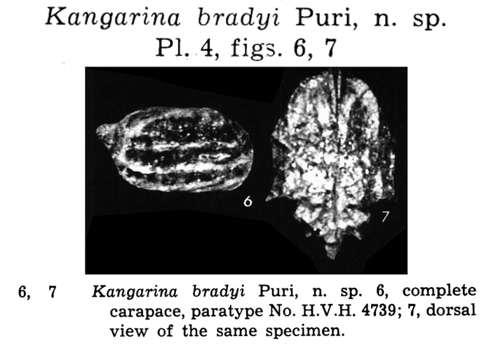 Kangarina bradyi Puri, 1960 from the original decription