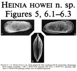 Heinia howei Bold, 1985 from the original description