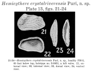 Hemicythere crystalriverensis Puri, 1957 from the original decription
