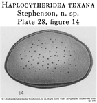 Haplocytheridea texana Stephenson, 1944 from the original description