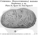 Cytheridea (Haplocytheridea) hazzardi Stephenson, 1937 from the original description