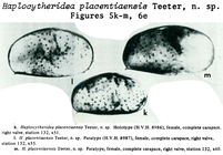Haplocytheridea placentiaensis Teeter, 1975 from the original description