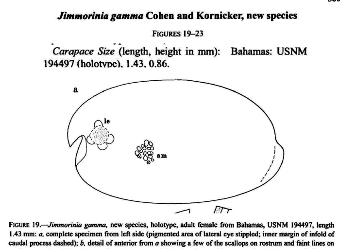 Jimmorinia gamma Cohen &amp; Kornicker in Cohen, Kornicker &amp; Iliffe, 2000 from original description