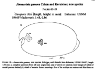 Jimmorinia gamma Cohen & Kornicker in Cohen, Kornicker & Iliffe, 2000 from original description
